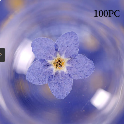 Dried Forget Me Not Flowers for Crafts - Embossed Plant Specimen, 1 or 100 pcs