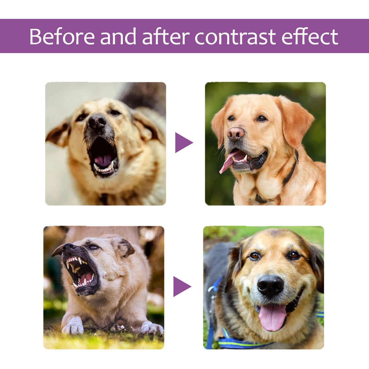 Pet Calming Spray for Dogs - Reduce Barking & Anxiety, Lavender Chamomile, 50ml