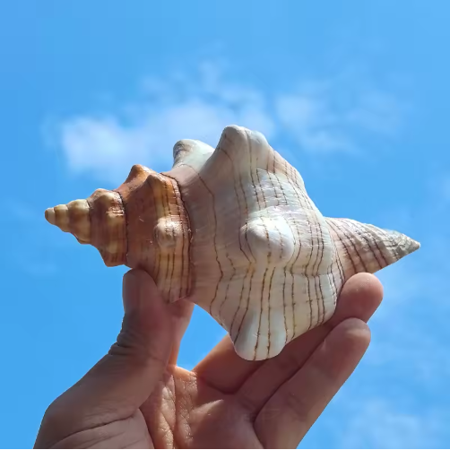 2PCS Large Natural Conch Shells for Beach Party Decor