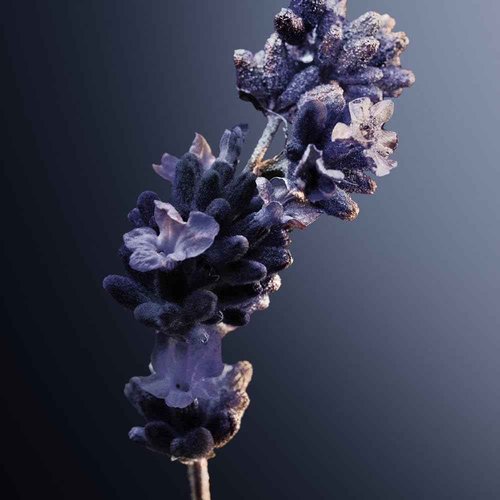 Paco Rabanne Phantom Intense Eau De Parfum Spray for Men,1.7 Ounce