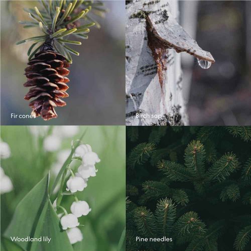 Skandinavisk SKOG ‘Forest’ Hand & Body Lotion, Scent Notes: Pine Needles and Fir Cones, Birch Sap and Woodland Lily of the Valley, Coloured Glass Bottle with Pump, 6.75 fl. oz.