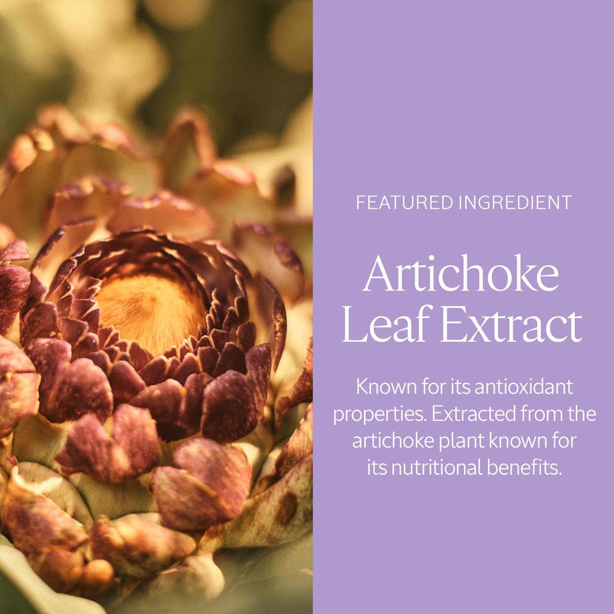 L'Occitane Artichoke Body Cream 7.00 fl oz