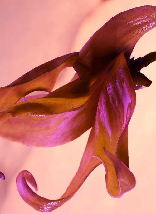 Paco Rabanne Olympea Solar Intense for Women - 1.7 oz EDP Spray