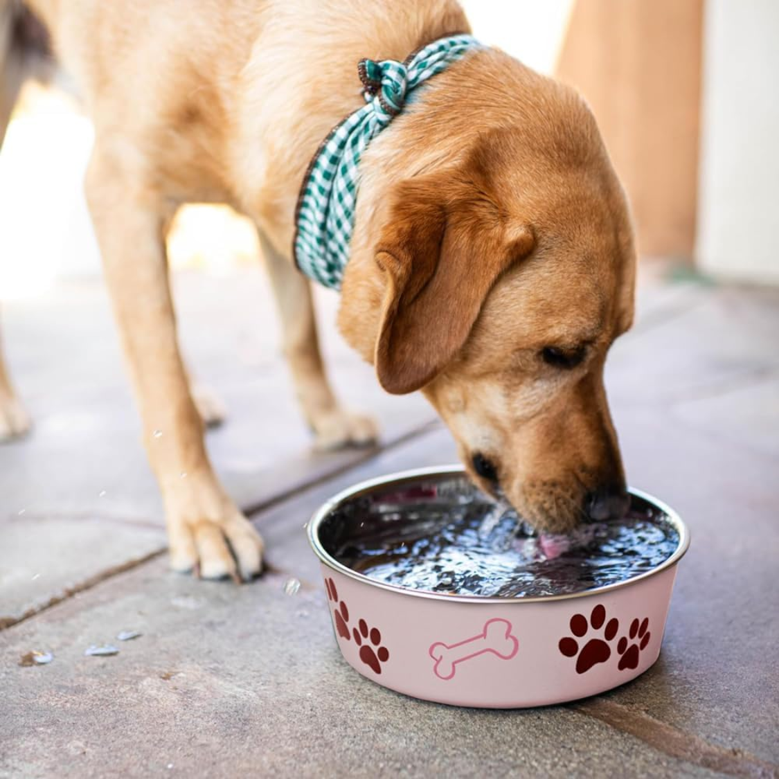 Stainless Steel Dog & Cat Bowl with Spill-Proof Rubber Base - 15 oz