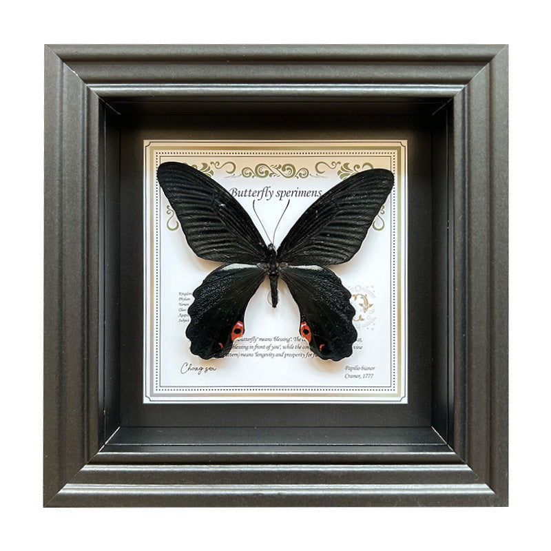Butterfly Specimen Wall Art - Framed Decorative Butterfly Print - Multiple Sizes & Styles