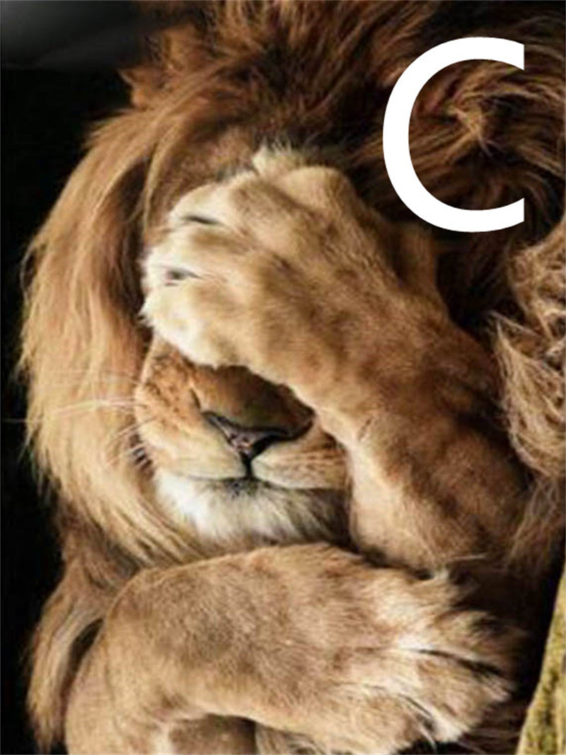 5D Diamond Embroidery Lion Cross Stitch Kit for Home Decor - Multiple Sizes & Styles