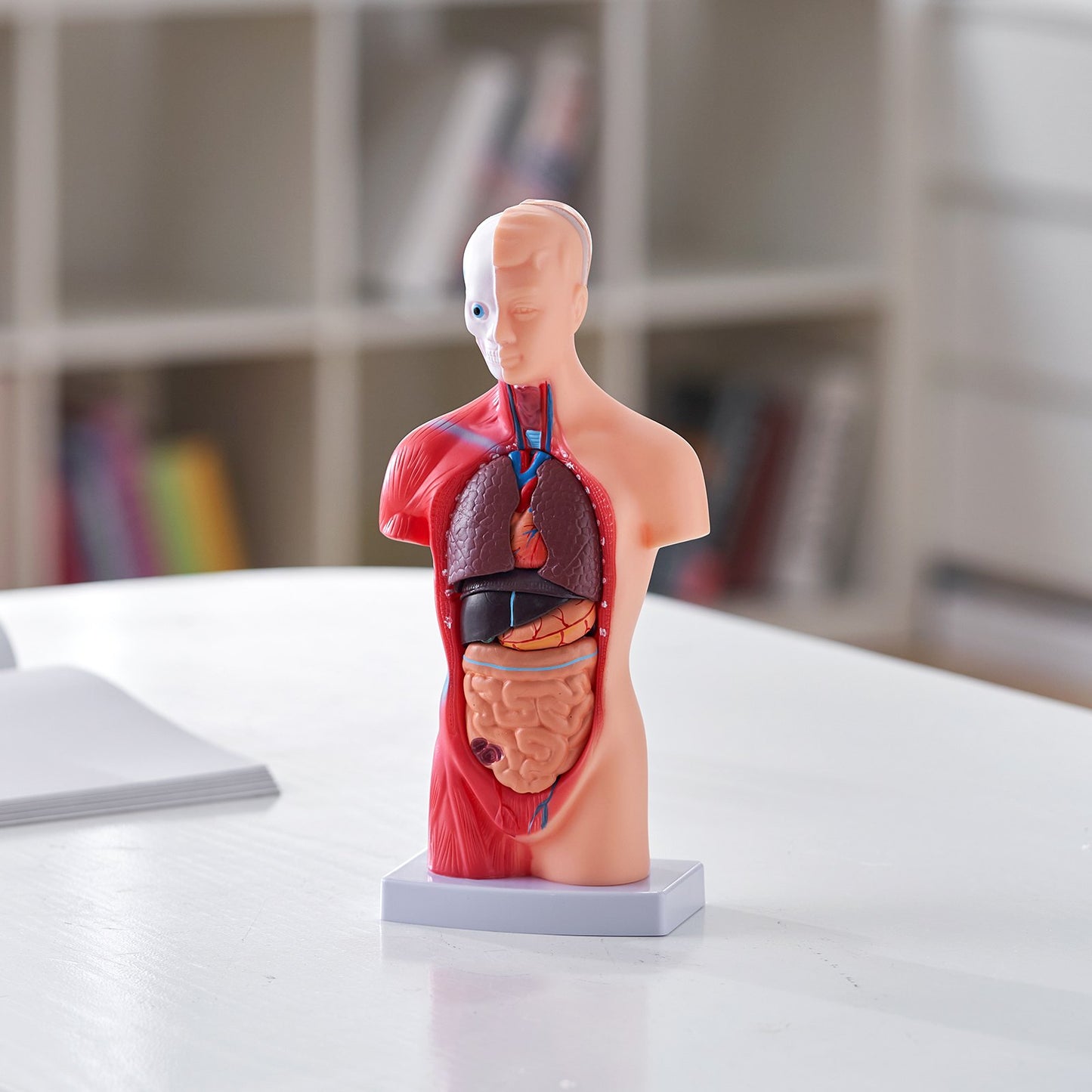 Human Torso Anatomy Model - 11 Inch 15 Parts with Removable Organs