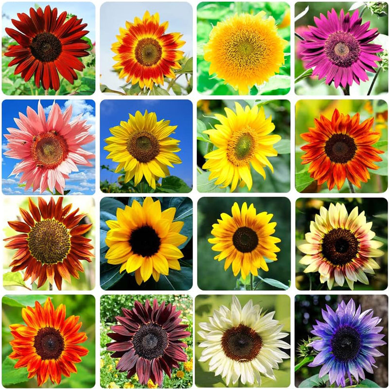 10 Packets of Heirloom Sunflower Seeds - Mix of Red, Purple, Pink & Yellow for Garden Growth