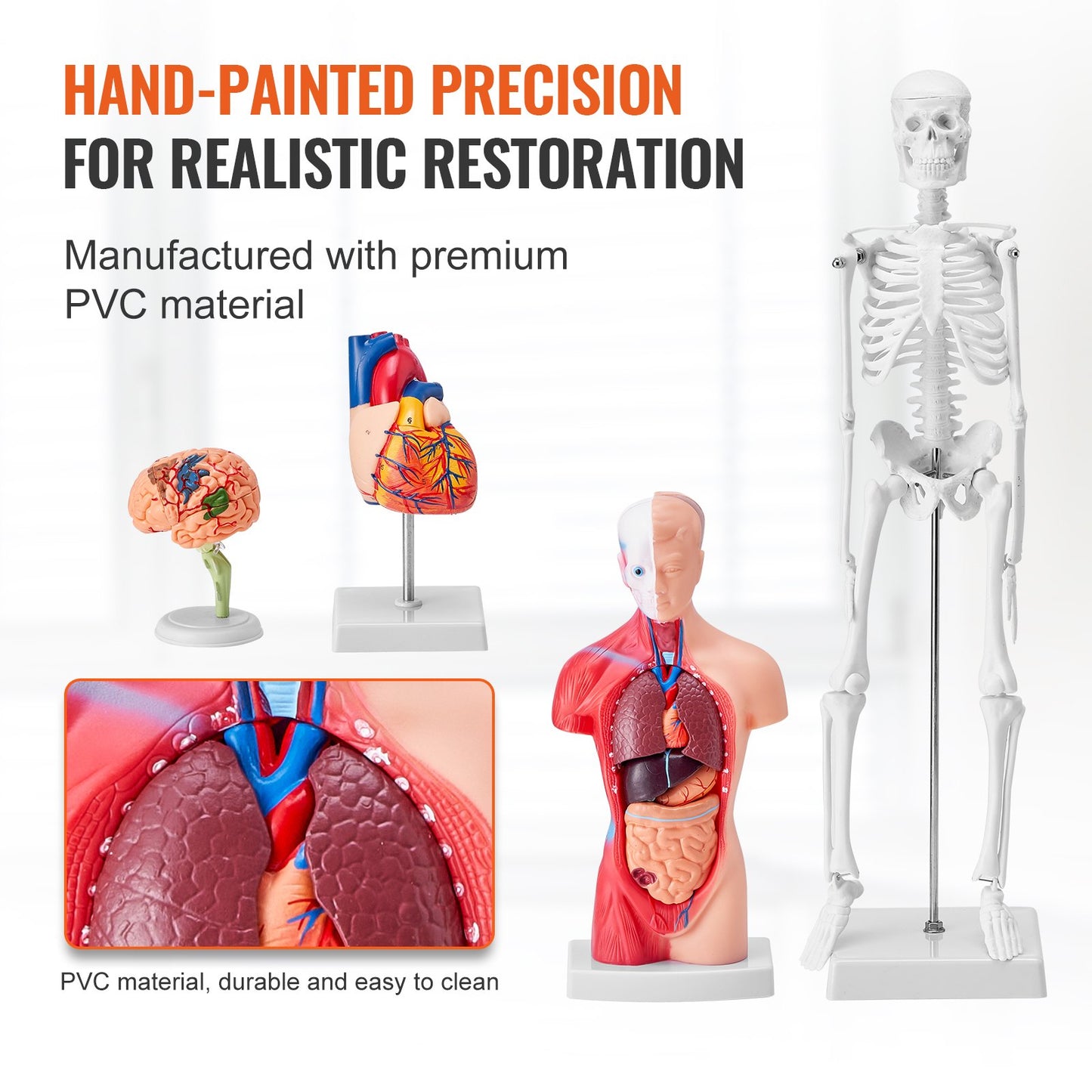 Human Anatomy Models Set - 4-Piece 3D Educational Tools