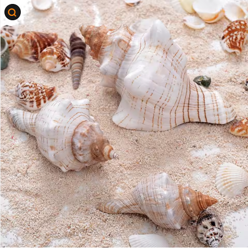 2PCS Large Natural Conch Shells for Beach Party Decor