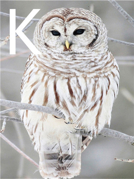 Owl Night Tree Pattern Embroidery Cross Stitch Kit - 5D Diamond Painting