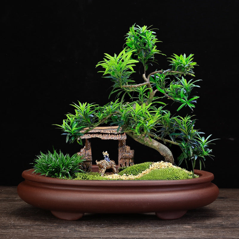 Purple Ceramic Square Plant Pot for Desktop & Floor Bonsai Display