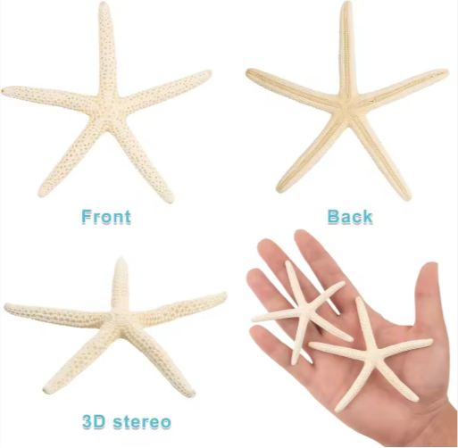20 PCS Natural Real Starfish for DIY Crafts & Wedding Decor