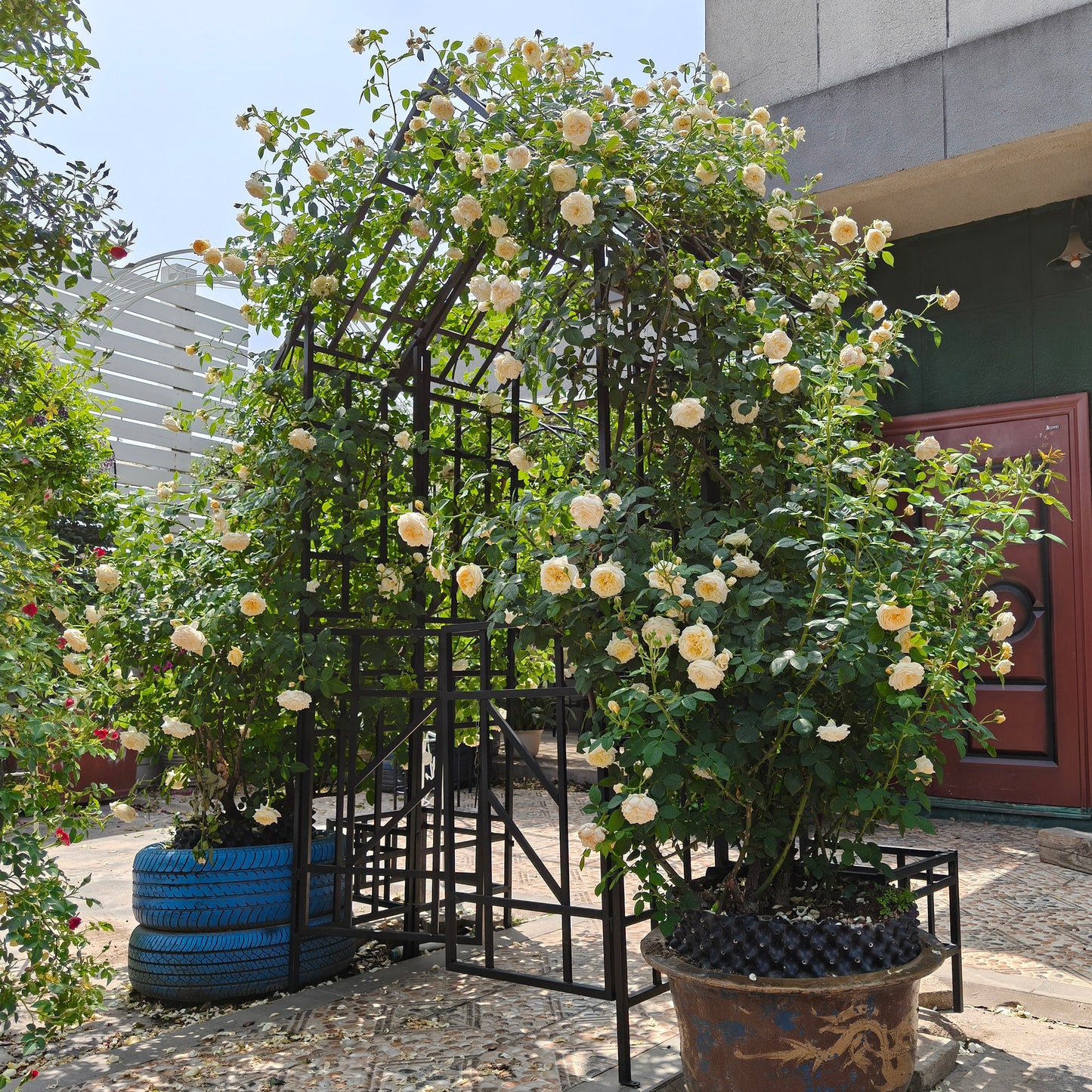 Metal Garden Arch with Gate for Climbing Plants - Black