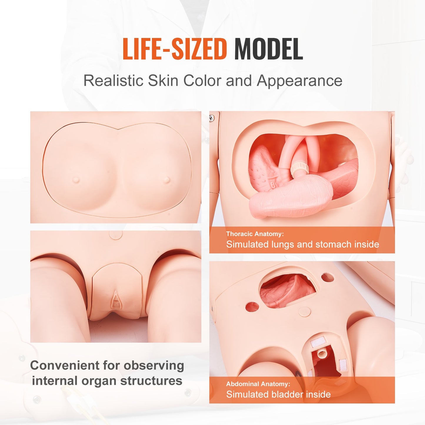 Life Size Nursing Training Manikin - Male/Female Anatomical Model