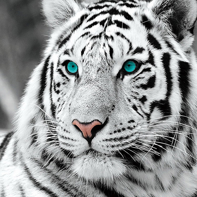 Diamond Painting Kit White Tiger Full Square & Round Options - Home Arts & Crafts