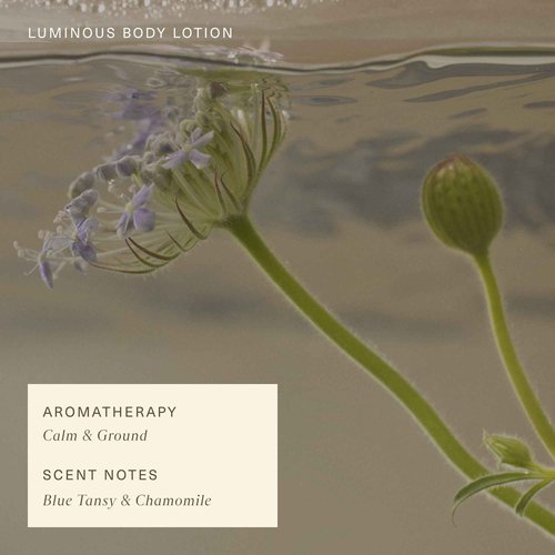 Oak Essentials Luminous Body Lotion | Hydrating Blue Tansy Body Lotion with Rose Oil, Turmeric, Shea Butter and Coconut Oil, 10.1 Fl Oz