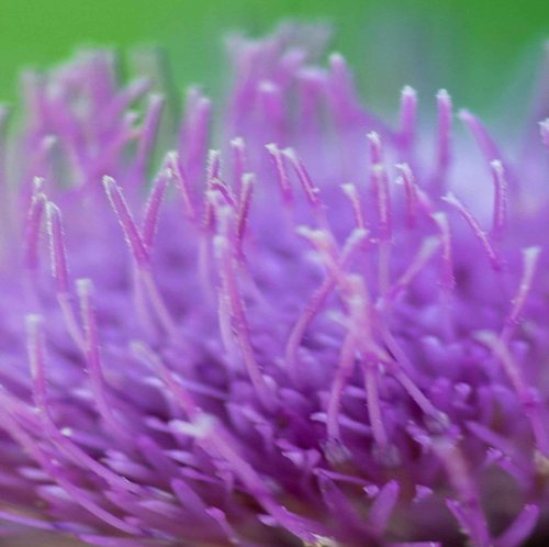 The Organic Pharmacy Essential Skin Care Kit - Antioxidant Face Serum 5ml, Antioxidant Face Gel 5ml, Herbal Toner 10 ml, Rose Facial Cleansing Gel 10ml, Vitamin Protection Face Cream 10ml