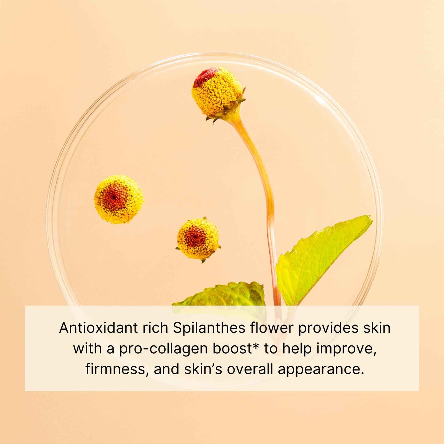 Jurlique. Nutri-Define Cream Mask 100ml | Hydrating Face Mask | For All Skin Types Including Dry, Oily & Sensitive Skin| Beauty Skincare Products for Women/Men | Australian Made