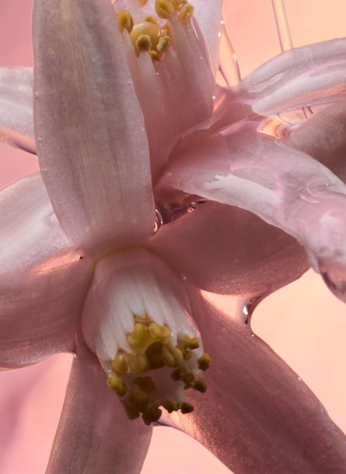 Paco Rabanne Olympea Solar Intense for Women - 1.7 oz EDP Spray