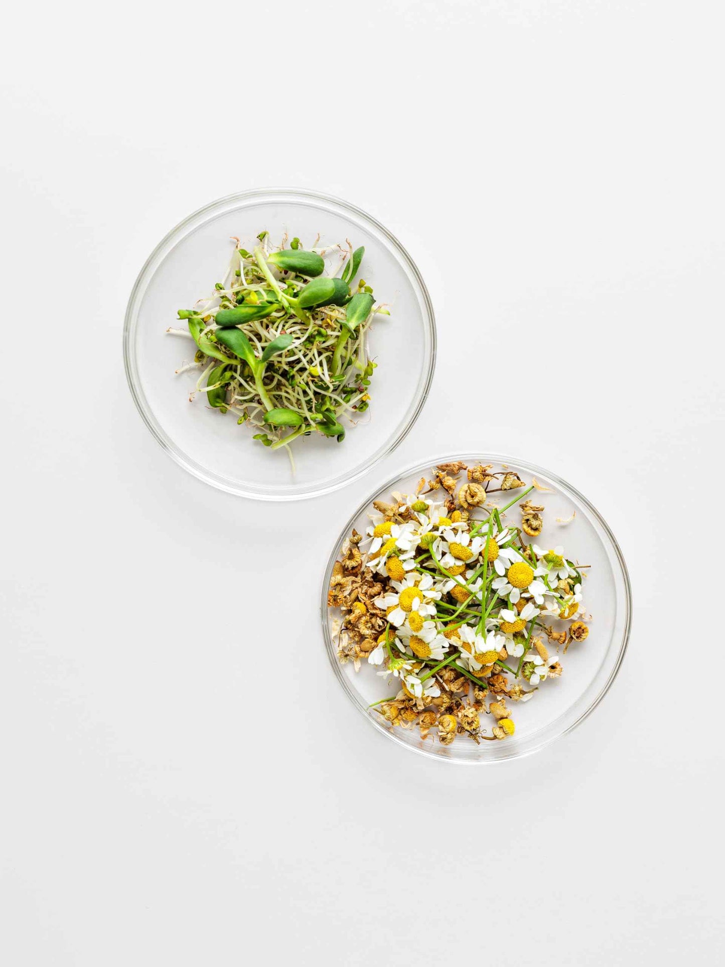 Grimoire New York Beach Guise Anti-Redness Face Serum with Chamomile Bisabolol, Gotu Kola & Micro Super Greens. Soothes Sensitive Skin.