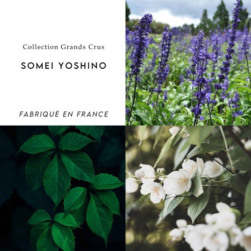 Berdoues Grands Crus Somei Yoshino Eau de Parfum | Floral, Long Lasting Scent Made in France | Spray Fragrance for Women| Luxury Perfume with Premium Quality Ingredients, 3.4 fl.oz.