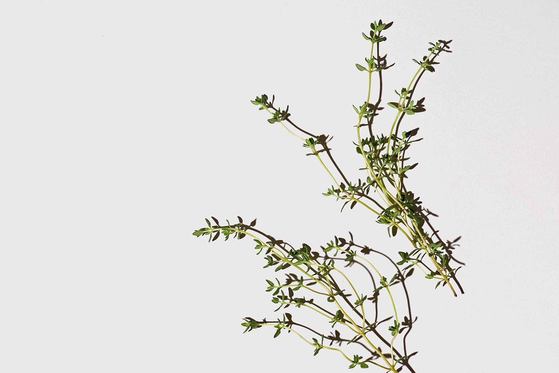 LATHER Appoint-Mint - Gentle Daily Moisturizing Shampoo, Detangler Conditioner & Leave-In Conditioning Mask Set - Sulfate-Free for All Hair Types