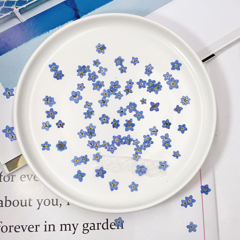 Dried Forget Me Not Flowers for Crafts - Embossed Plant Specimen, 1 or 100 pcs