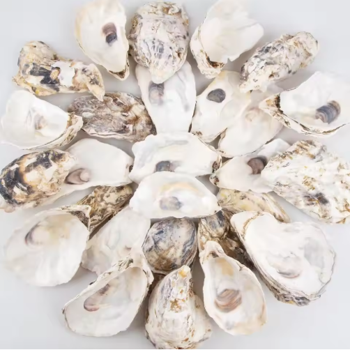 30pcs Natural Oyster Shells with Pearl for DIY Crafts & Ornaments