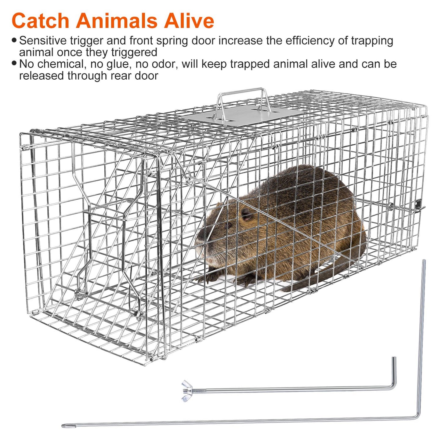 Humane Live Animal Trap Cage - Collapsible Wire for Raccoons, Foxes, Armadillos
