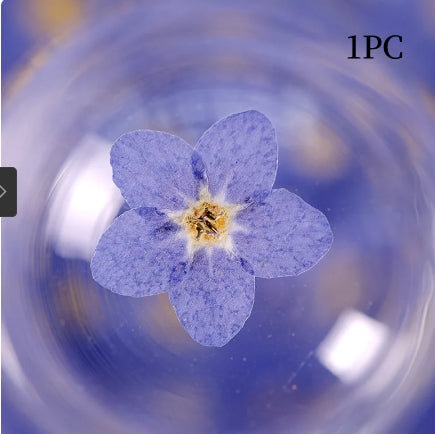 Dried Forget Me Not Flowers for Crafts - Embossed Plant Specimen, 1 or 100 pcs
