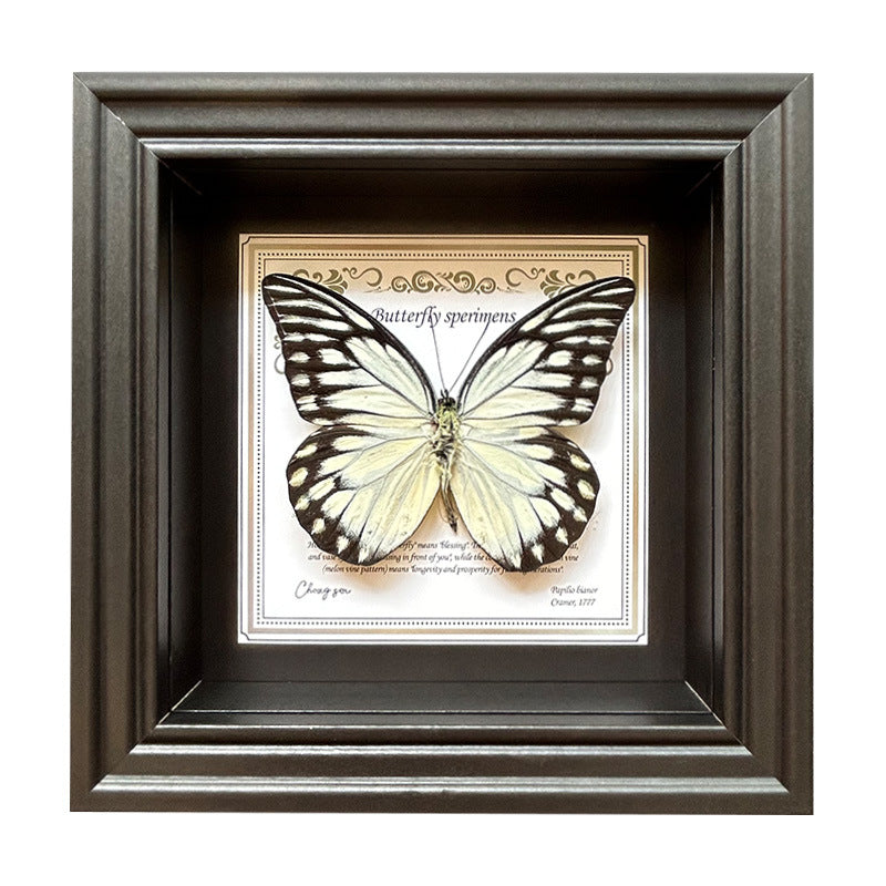 Butterfly Specimen Wall Art - Framed Decorative Butterfly Print - Multiple Sizes & Styles
