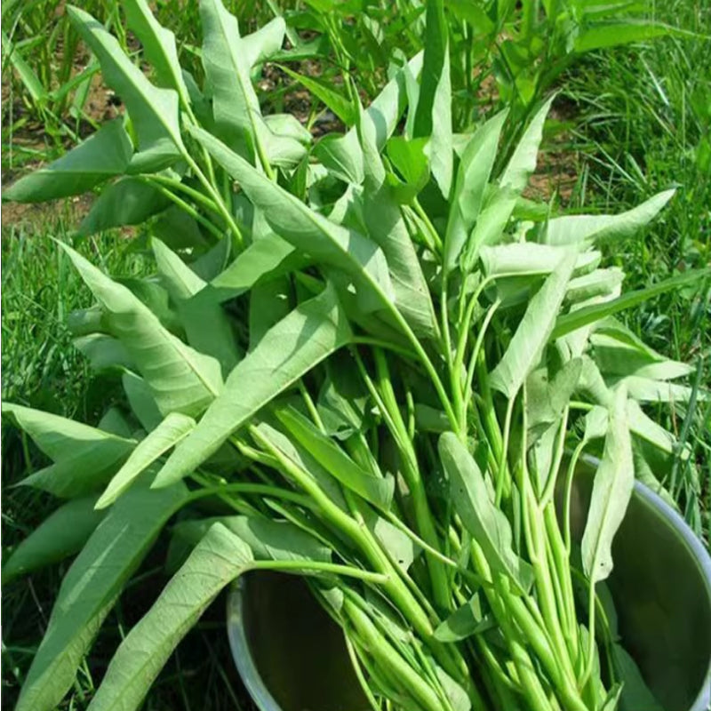Vegetable Seeds Pack - Home Garden Edible Plant Varieties, Green