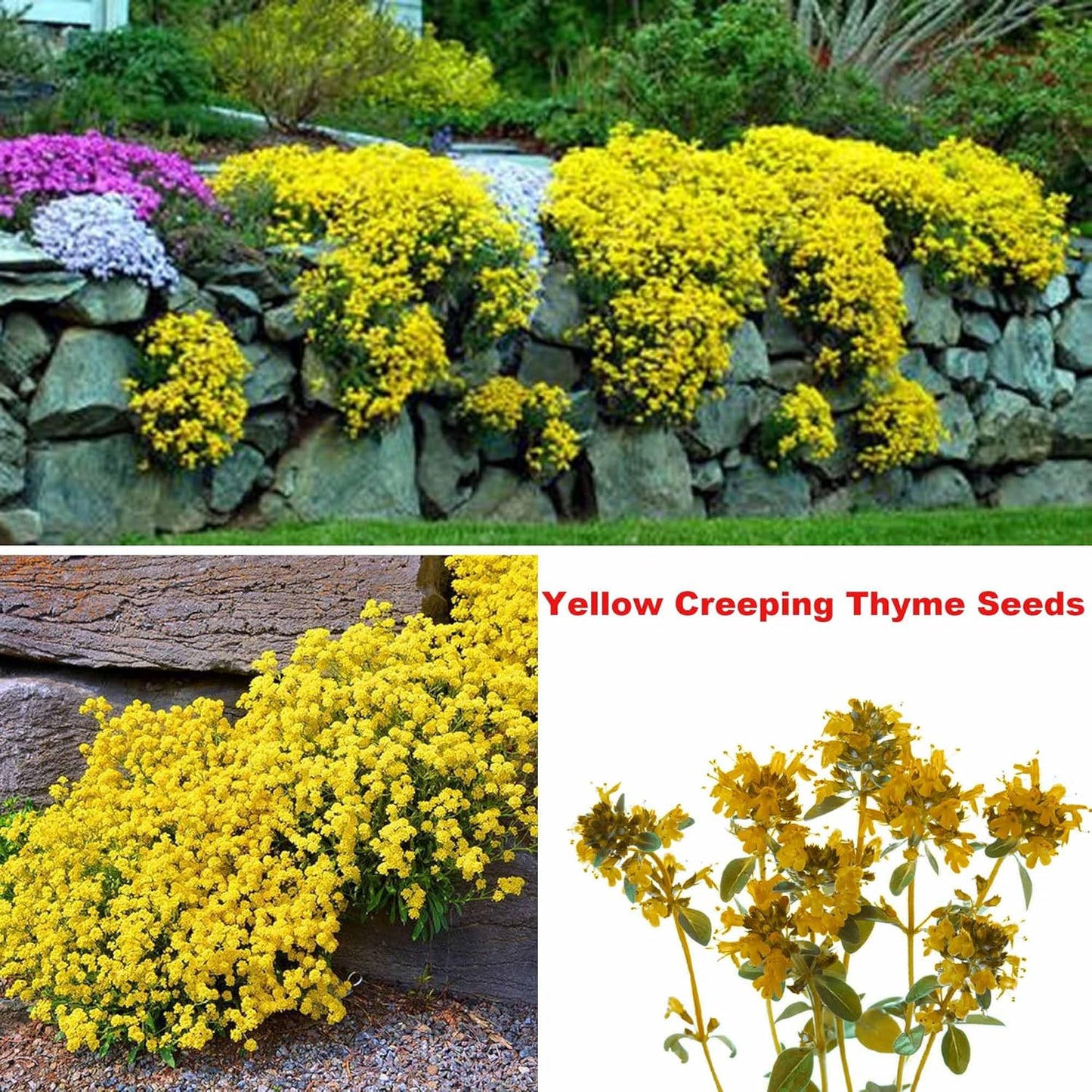 Mixed Creeping Thyme Seeds Ground Cover for Gardens - 5 Varieties, Non-GMO, Drought Tolerant, Perennial Flower