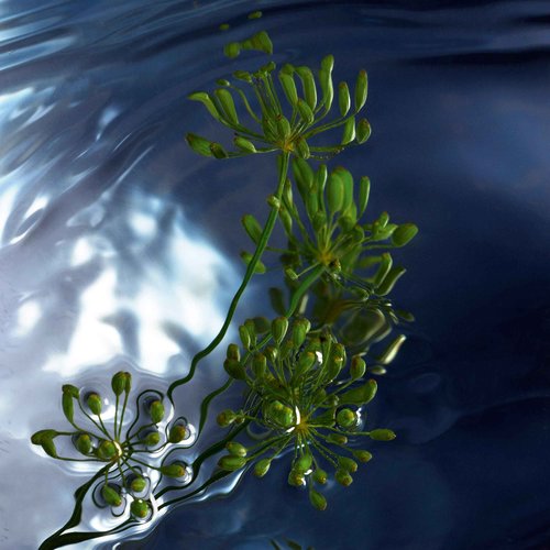 Davidoff Cool Water Reborn Eau de Toilette 4.2 fl oz