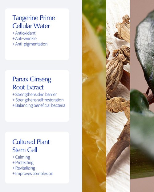 LBB Cellular Intensive Care In Cream - Vegan Antioxidant Face Moisturizer for Balanced and Youthful Skin - Improves Wrinkles, Elasticity - Tangerine Cellular Water, Plant Cell Extracts, 1.69 oz.