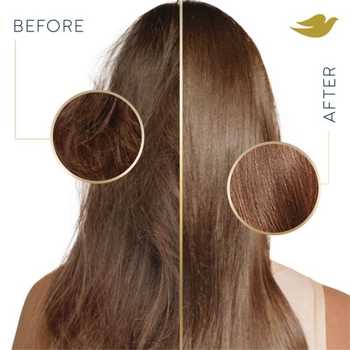 Dove Shampoo Coconut & Hydration Pack of 4 For Dry Hair Shampoo with Oil Blend of Coconut, Jojoba & Sweet Almond 31 oz