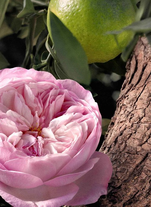 Chloe Rose Naturelle Intense by Chloe for Women - 3.3 oz EDP Spray (Refillable)