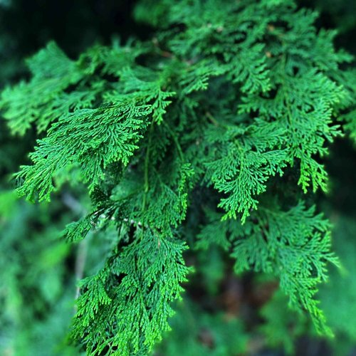 TE + TE Hinoki Body Wash with Japanese Hinoki Essential Oil | Gentle & Hydrating | Soothing Aroma | Vegan