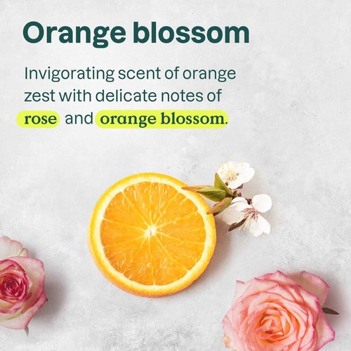 ATTITUDE Nourishing Shampoo for Curly Hair 3a – 3c with Moringa Oil, Vegan, Naturally Derived Ingredients, Provides Lightweight Moisture, 16 Fl Oz (Pack of 6)