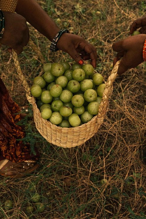 Asna Amla BioVeda 3-in-1 Hair Oil – Organic Hair & Scalp Serum, Bond Complex for Scalp Hydration, Frizz Control, & Hair Growth – Jasmine & Amla (2 oz)