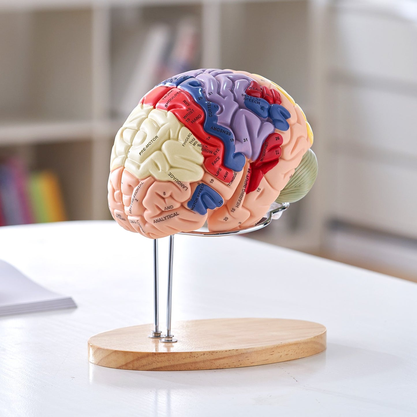 Human Brain Model - 2X Life-Size 4-Part Anatomical Model