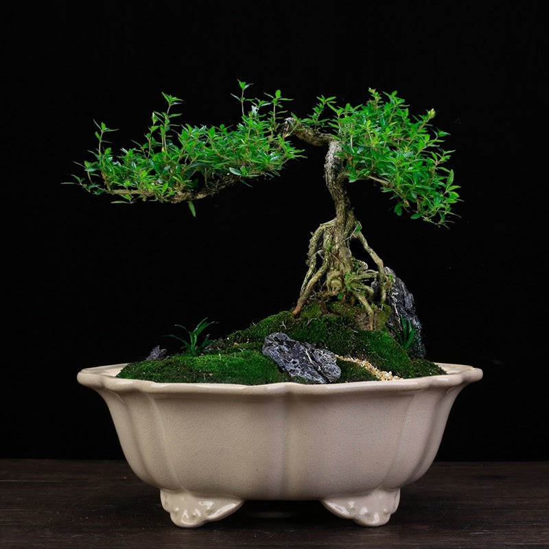 High Temperature Crackle Glaze Purple Sand Flowerpot for Indoor & Outdoor Gardening