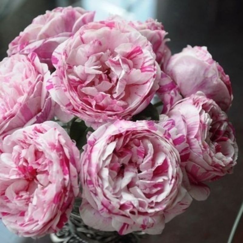 Garden Rose Seeds for Planting - Multiple Varieties & Quantities