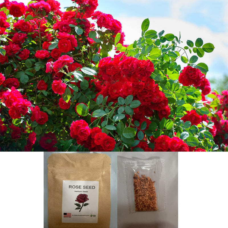 Red Rose Seeds for Planting - 300+ Heirloom Flower Seeds for Garden & Bonsai