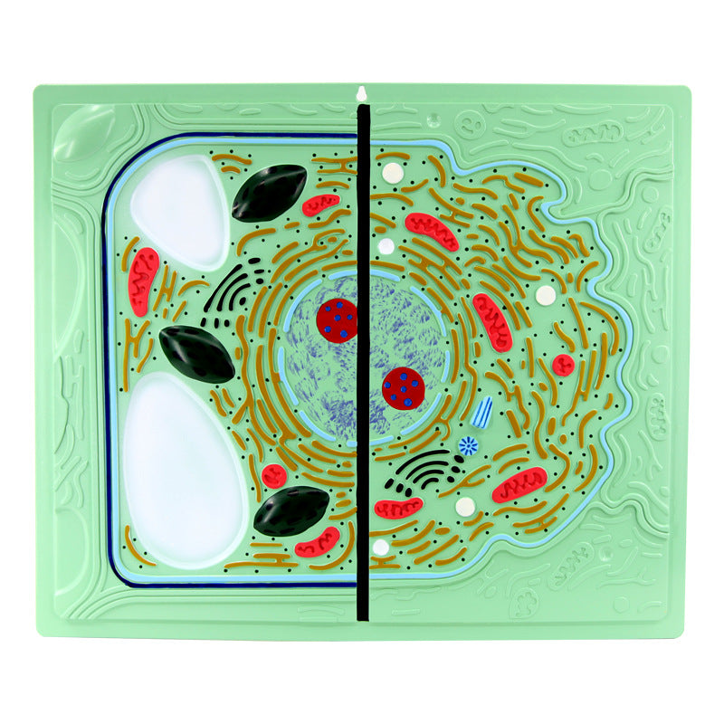Biology Cell Teaching Model for Plant and Animal Cell Comparison - PVC Educational Demonstration