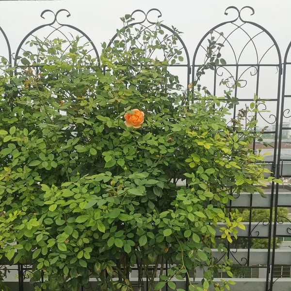 Metal Garden Trellis - 71" x 19.7" Rustproof Support for Climbing Plants