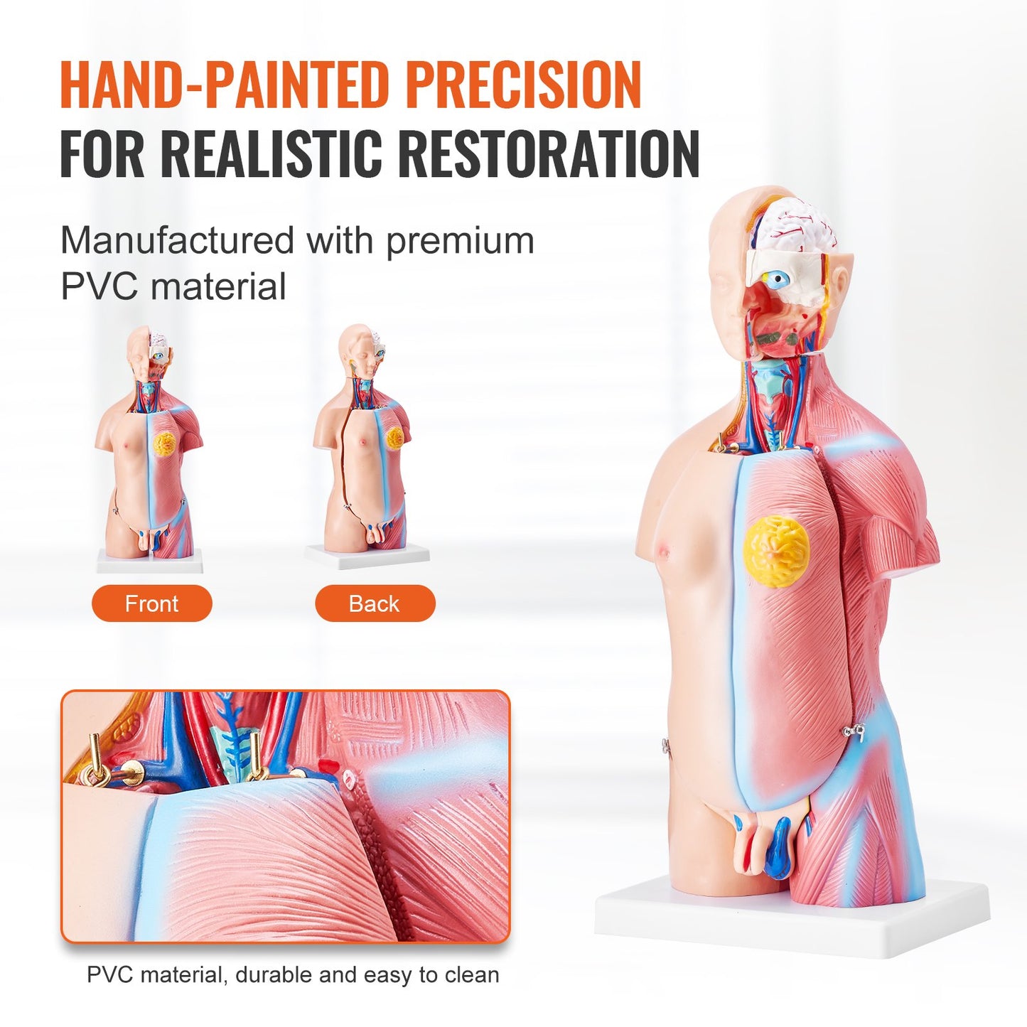 18 Inch Human Torso Anatomy Model - 23 Parts Educational Tool