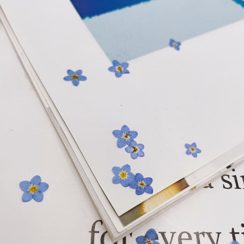 Dried Forget Me Not Flowers for Crafts - Embossed Plant Specimen, 1 or 100 pcs