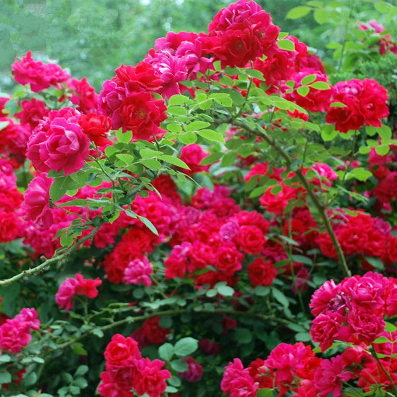 Garden Rose Seeds for Planting - Multiple Varieties & Quantities